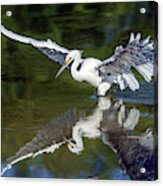 Snowy Egret 8422-061819 Acrylic Print