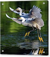Snowy Egrets 8233-061819 Acrylic Print