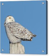 Snowy Owl 2019-2 Acrylic Print