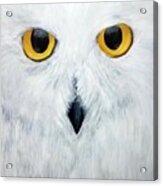 Snowy Owl Acrylic Print