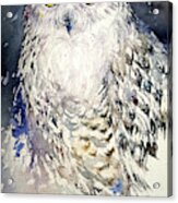 Snowy Owl Acrylic Print