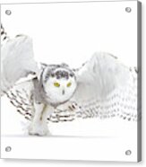 Snowy Owl - Jazz Wings Acrylic Print