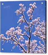 Snowy Tree Branches Acrylic Print