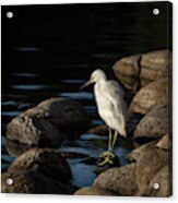 Snowy White Egret 7 Acrylic Print