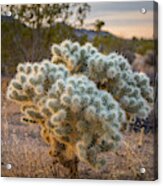 Soft And Inviting....not Acrylic Print