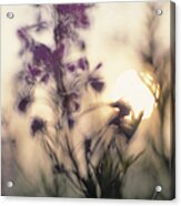 Soft Focus Image Of A Sunrise With Acrylic Print
