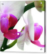 Soft Glow Pink Orchid Acrylic Print