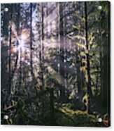 Soft Lit Forest Acrylic Print