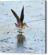 Solitary Sandpiper With Wings Extended Acrylic Print