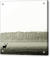 Solitary Stag In Black An White Acrylic Print