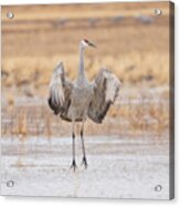 Solo Dance Acrylic Print