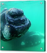 Southern Right Whale Pair Acrylic Print