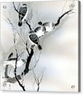 Sparrows Acrylic Print