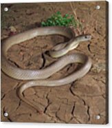 Speckled Brown Snake Subadult, Black Soil Plains In The Acrylic Print