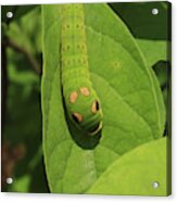Spicebush Swallowtail Caterpillar Acrylic Print