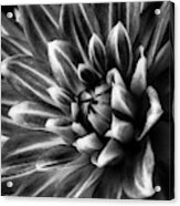 Spider Dahlia In Black And White Acrylic Print