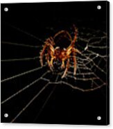 Macro Photography - Spider On Web Acrylic Print