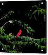Spotlight Cardinal Acrylic Print
