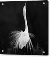 Spreading Feather Acrylic Print