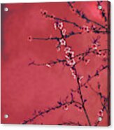 Spring Blossom Border Over Red Arty Textured Background. Chinese Acrylic Print