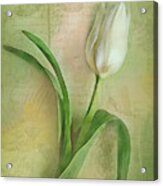 Spring Tulip Montage Acrylic Print