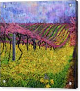 Spring Vineyard Acrylic Print