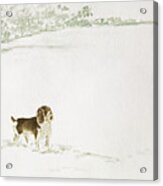 Springer Spaniel In The Snow Acrylic Print