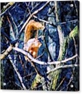 Squirrel In The Trees Acrylic Print