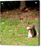 Squirrel Stood Up In Grass Acrylic Print