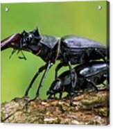 Stag Beetle Mating Acrylic Print