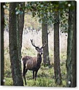 Stag In The Forest Acrylic Print