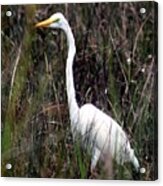 Stand Tall Acrylic Print