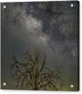 Star Tree Acrylic Print