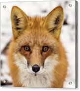 Staredown With Red Fox During Winter In Stoughton Wisconsin #2 Acrylic Print