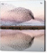 Starlings At Lake Acrylic Print