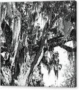 Stately Moss Draped Live Oak Black And White Acrylic Print