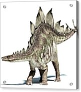 Stegosaurus Dinosaur, Artwork Acrylic Print