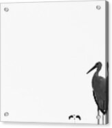 Stork Acrylic Print