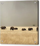 Stormy Skies Over The Masai Mara With Elephants And Zebras Acrylic Print