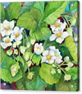 Strawberry Patch - B. Flowering Acrylic Print