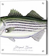 Striped Bass Acrylic Print