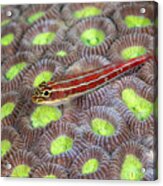 Striped Triplefin Acrylic Print