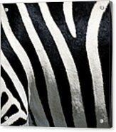 Stripes On Zebra, Extreme Close-up Acrylic Print