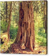 Stump In The Rainforest Acrylic Print