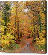 Stunning English Autumn Forest Colours With Path Acrylic Print