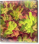 Succulents In Sunlight Acrylic Print