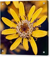 Summer Ragweed Closeup Acrylic Print