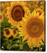 Summer Sunny Sunflower Field Acrylic Print