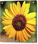 Sunflower 8296 Acrylic Print