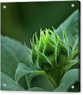 Sunflower Bud Acrylic Print